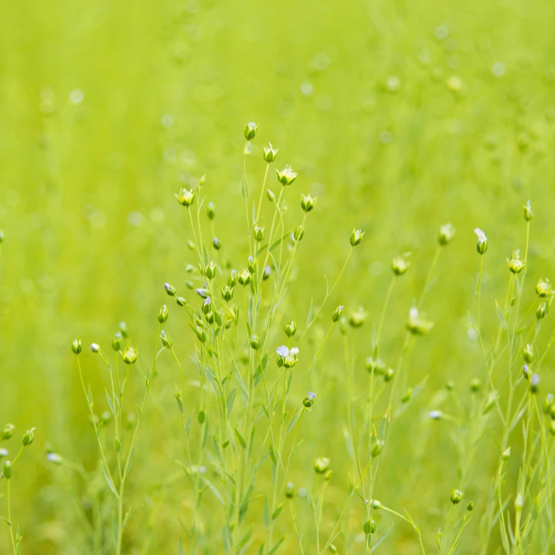 Vela aromática artesanal de lino y flor de algodón