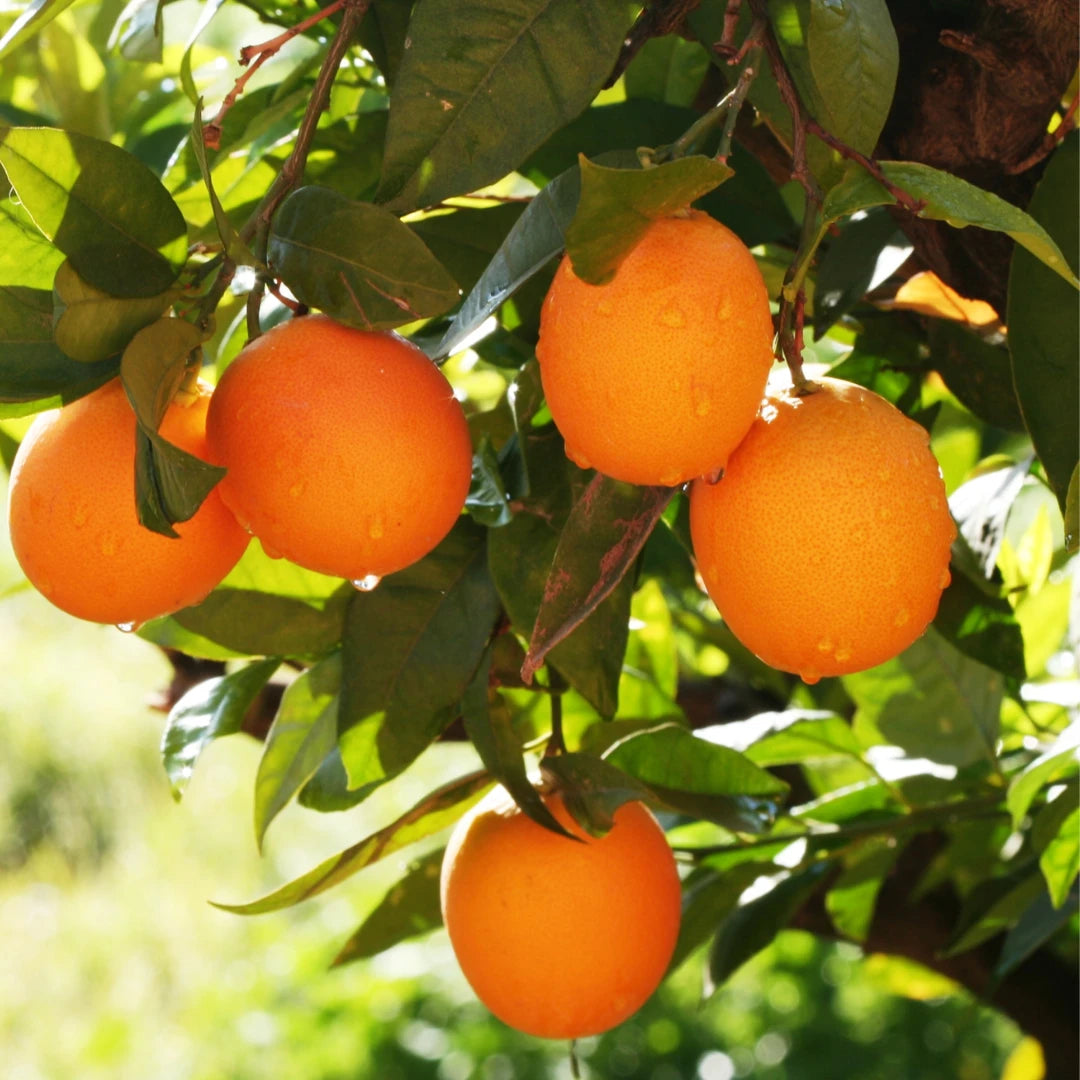 Vela aromática artesanal de naranja y flor de azahar