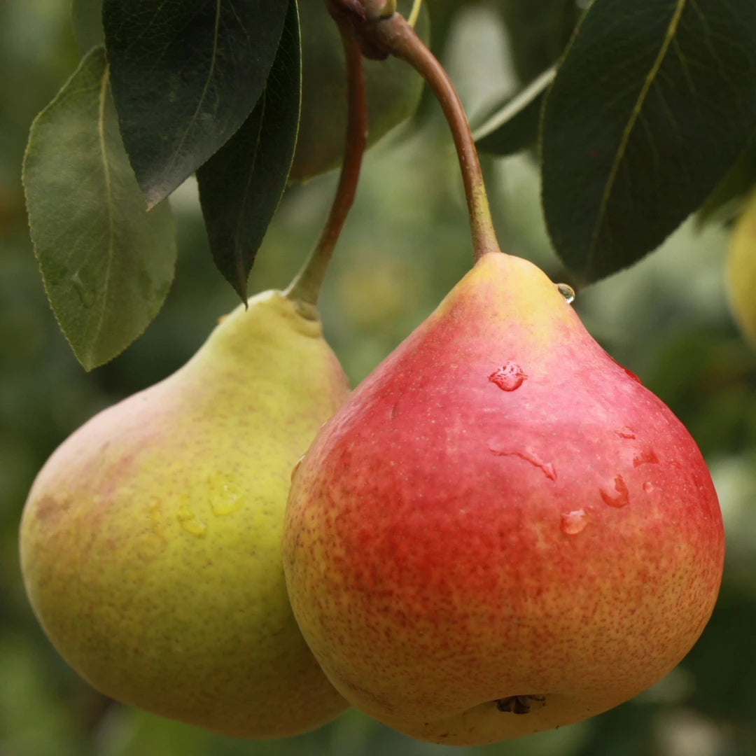 Vela aromática artesanal de pera y fresia